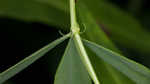 Blue wild indigo